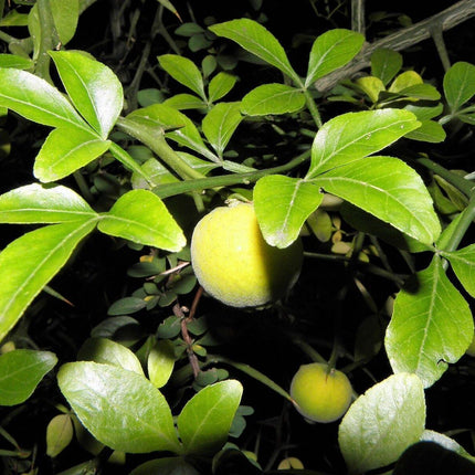 5 Hardy Trifoliate Orange Tree Seeds - Seed World