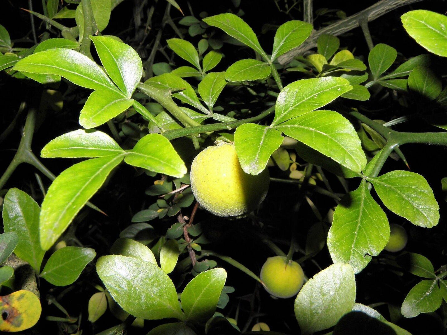 5 Hardy Trifoliate Orange Tree Seeds - Seed World