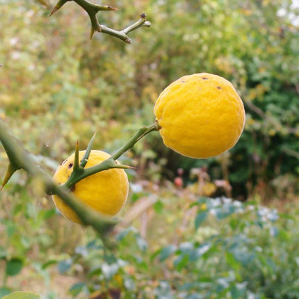 5 Hardy Trifoliate Orange Tree Seeds - Seed World