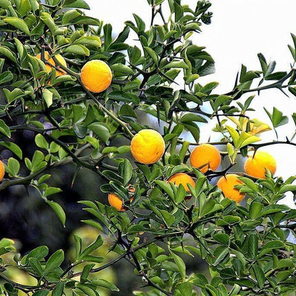 5 Hardy Trifoliate Orange Tree Seeds - Seed World