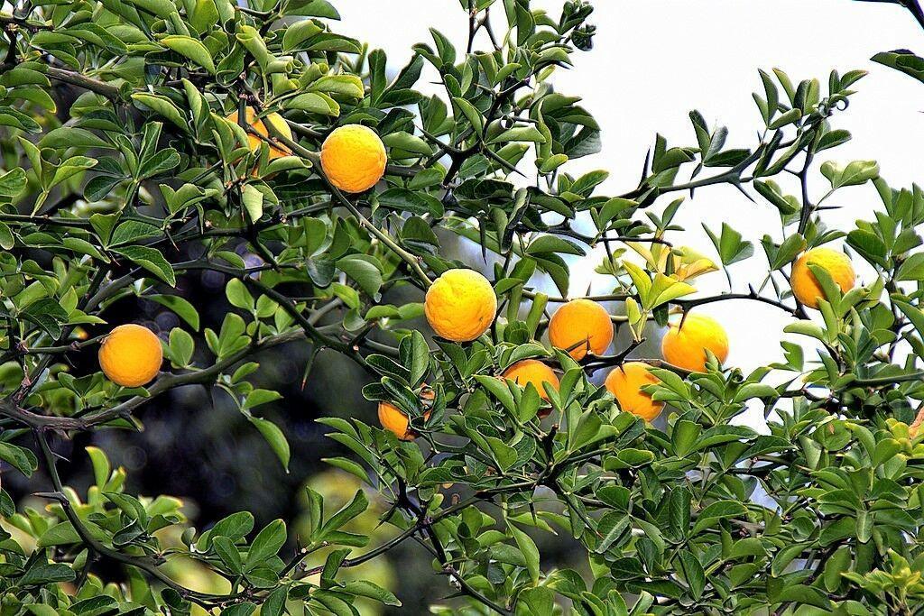 5 Hardy Trifoliate Orange Tree Seeds - Seed World