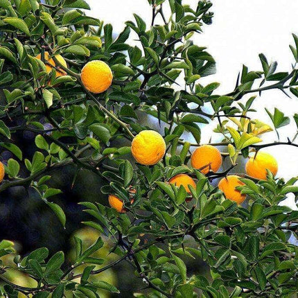 5 Hardy Trifoliate Orange Tree Seeds - Seed World
