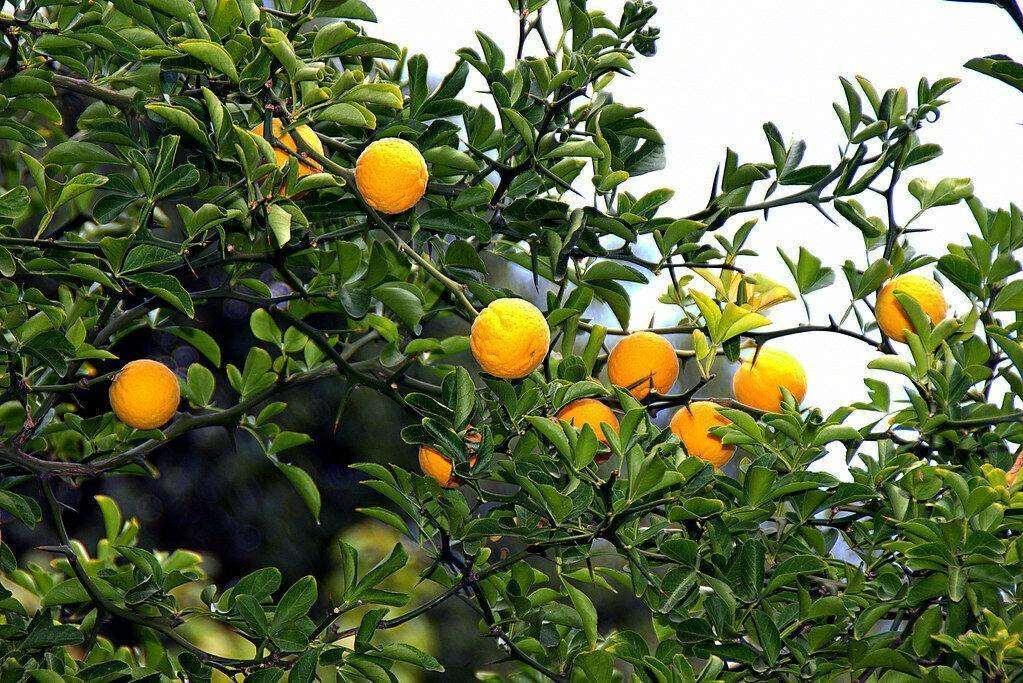 5 Hardy Trifoliate Orange Tree Seeds - Seed World