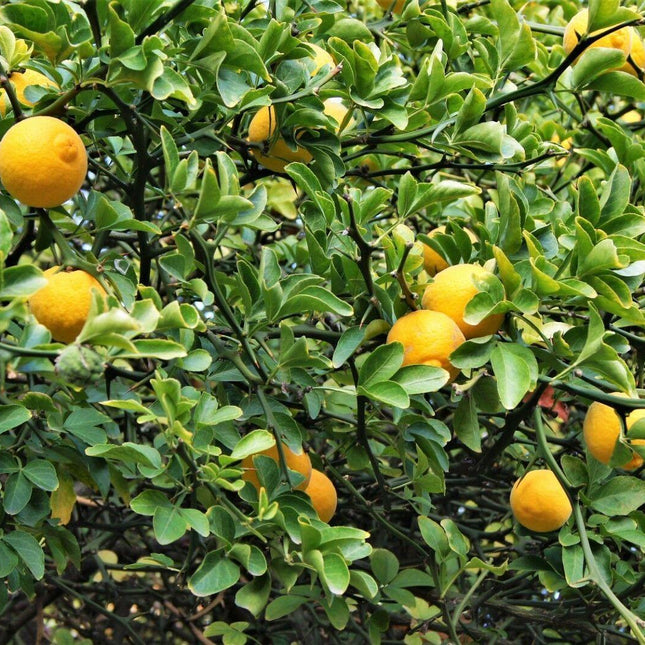 5 Hardy Trifoliate Orange Tree Seeds - Seed World