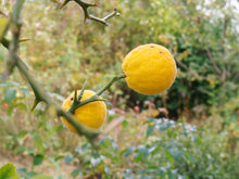 5 Hardy Trifoliate Orange Tree Seeds - Seed World