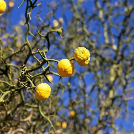 5 Hardy Trifoliate Orange Tree Seeds - Seed World