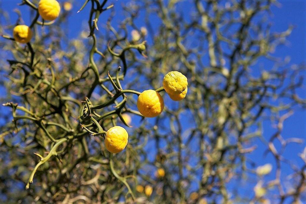 5 Hardy Trifoliate Orange Tree Seeds - Seed World