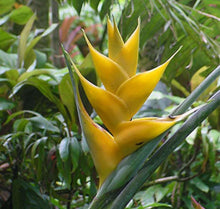 5 Heliconia Champneiana 'Maya Gold' - Lobster Claw Seeds - Seed World
