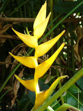 5 Heliconia Champneiana 'Maya Gold' - Lobster Claw Seeds - Seed World