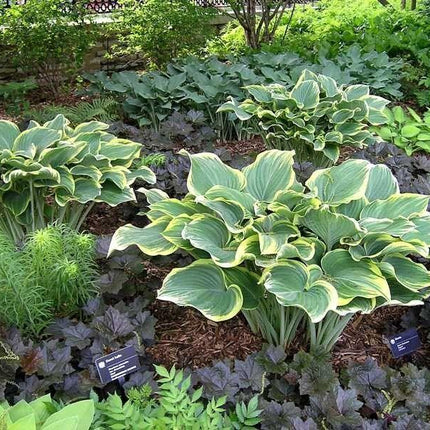 5 Hosta Sagae Blue Gold Variegated Leaves Seeds - Seed World