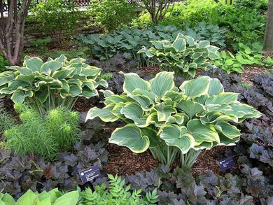 5 Hosta Sagae Blue Gold Variegated Leaves Seeds - Seed World