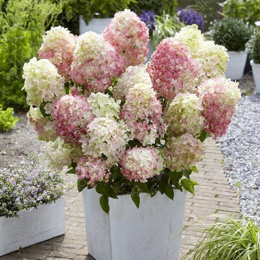 5 Hydrangea Paniculata Flower Seeds - Seed World