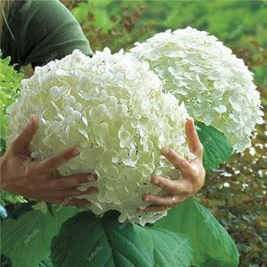 5 Hydrangea Plants Flowers Home Plant perennial Viburnum Seeds - Seed World