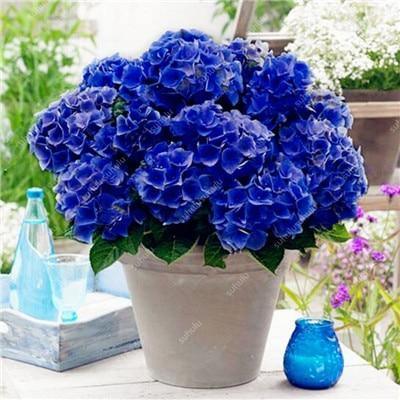 5 Hydrangea Plants Flowers Home Plant perennial Viburnum Seeds - Seed World