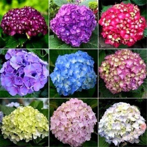 5 Hydrangea Seeds – Mixed Colors - Seed World