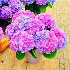 PASTEL MIX