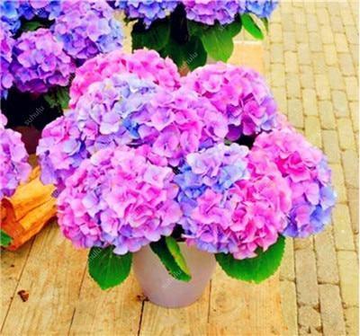 5 Hydrangea Seeds – Mixed Colors - Seed World