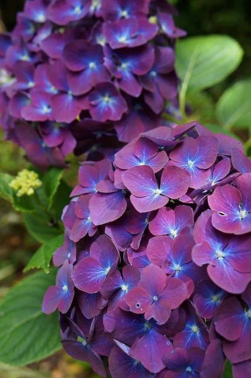 5 Hydrangea Seeds – Mixed Colors - Seed World