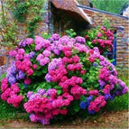 FUCHSIA PINK