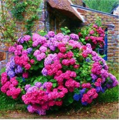 5 Hydrangea Seeds – Mixed Colors - Seed World