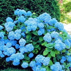 BRIGHT BLUE