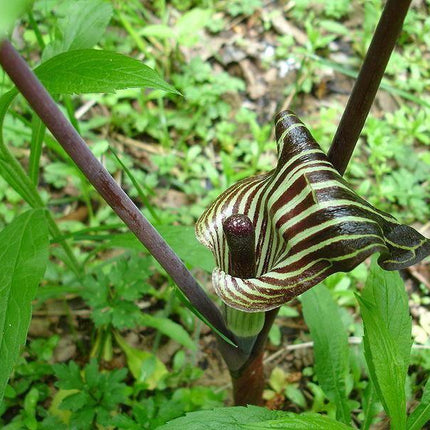5 Jack In The Pulpit Seeds - Seed World
