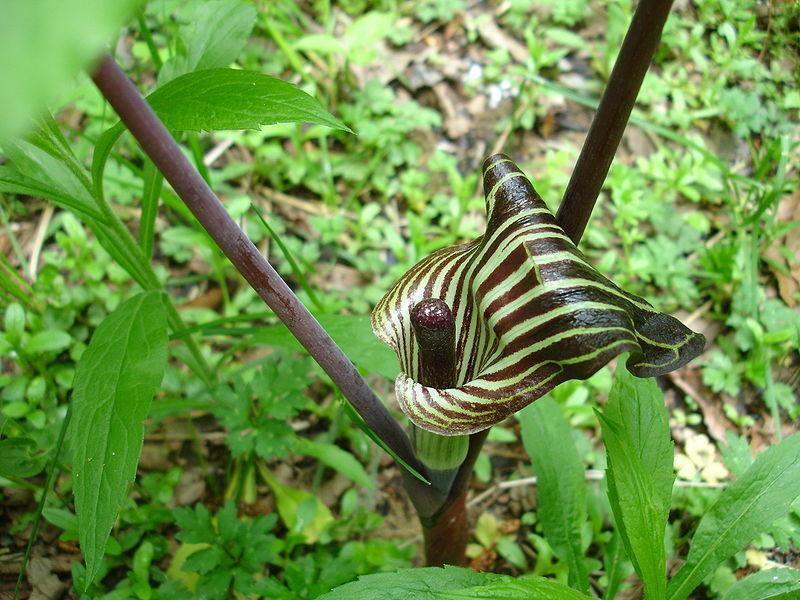5 Jack In The Pulpit Seeds - Seed World