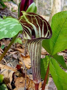 5 Jack In The Pulpit Seeds - Seed World