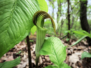 5 Jack In The Pulpit Seeds - Seed World