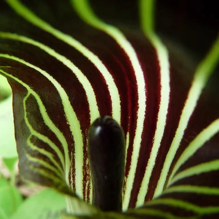 5 Jack In The Pulpit Seeds - Seed World