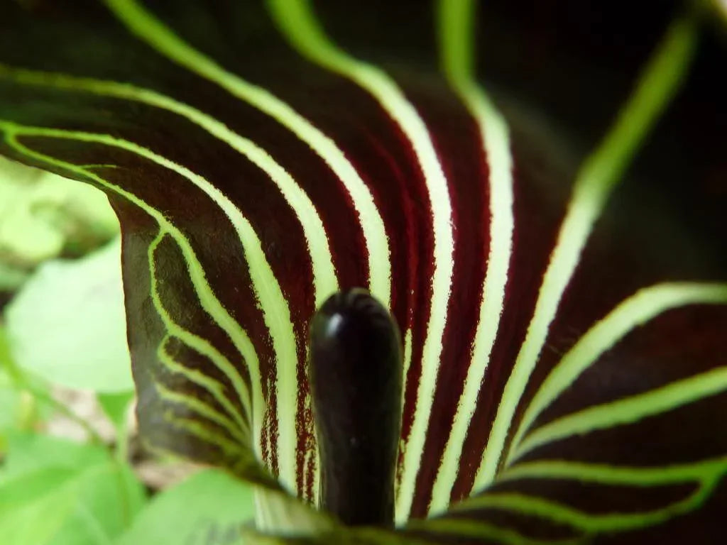 5 Jack In The Pulpit Seeds - Seed World