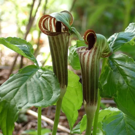 5 Jack In The Pulpit Seeds - Seed World