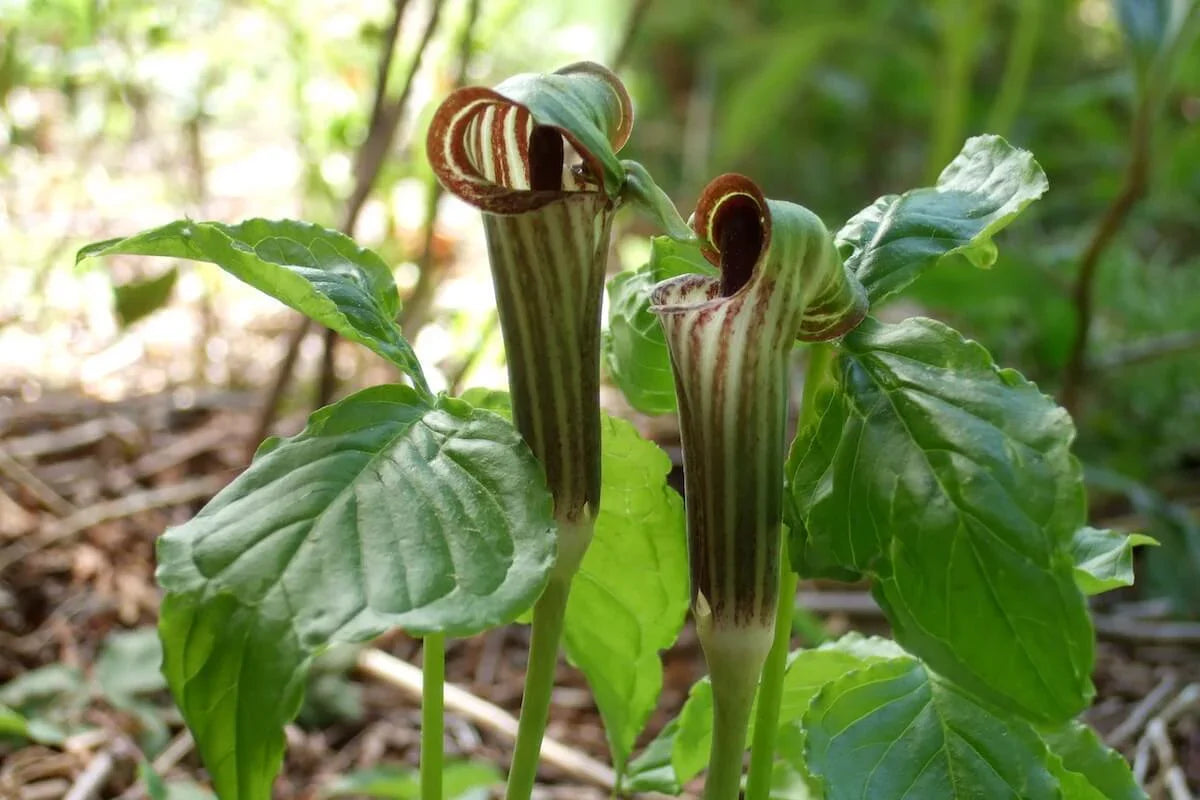 5 Jack In The Pulpit Seeds - Seed World