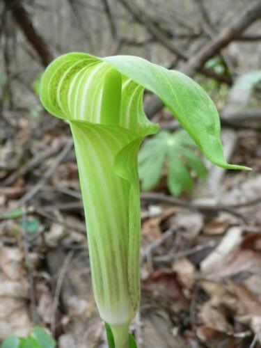 5 Jack In The Pulpit Seeds - Seed World