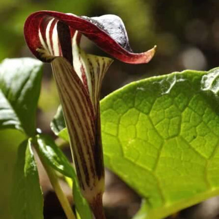 5 Jack In The Pulpit Seeds - Seed World