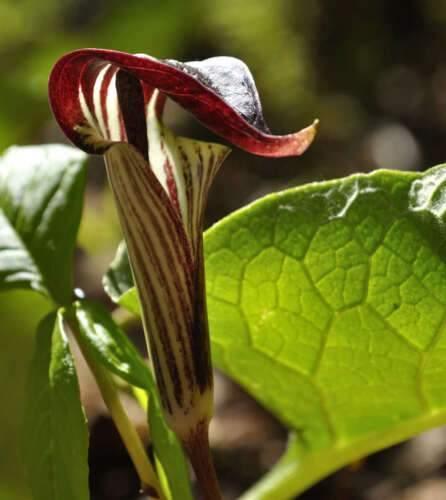 5 Jack In The Pulpit Seeds - Seed World