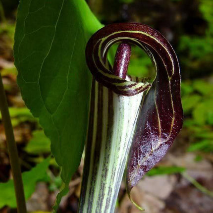 5 Jack In The Pulpit Seeds - Seed World
