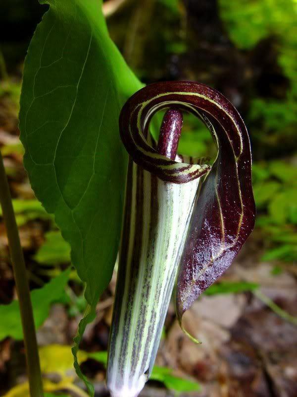 5 Jack In The Pulpit Seeds - Seed World