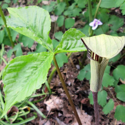 5 Jack In The Pulpit Seeds - Seed World