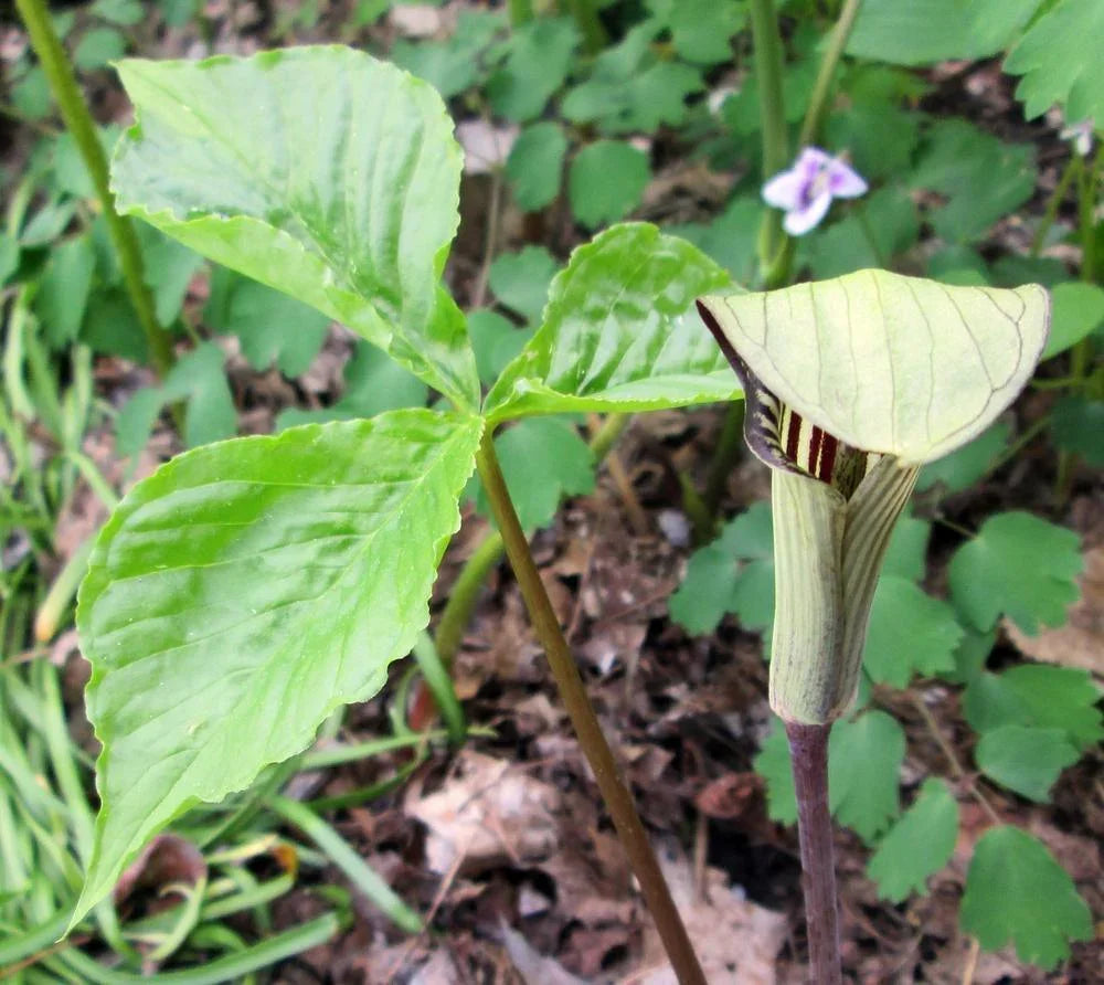 5 Jack In The Pulpit Seeds - Seed World