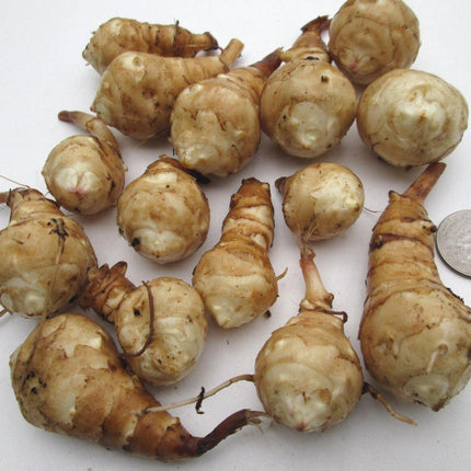 5 Jerusalem Artichoke Tubers for Planting - Seed World