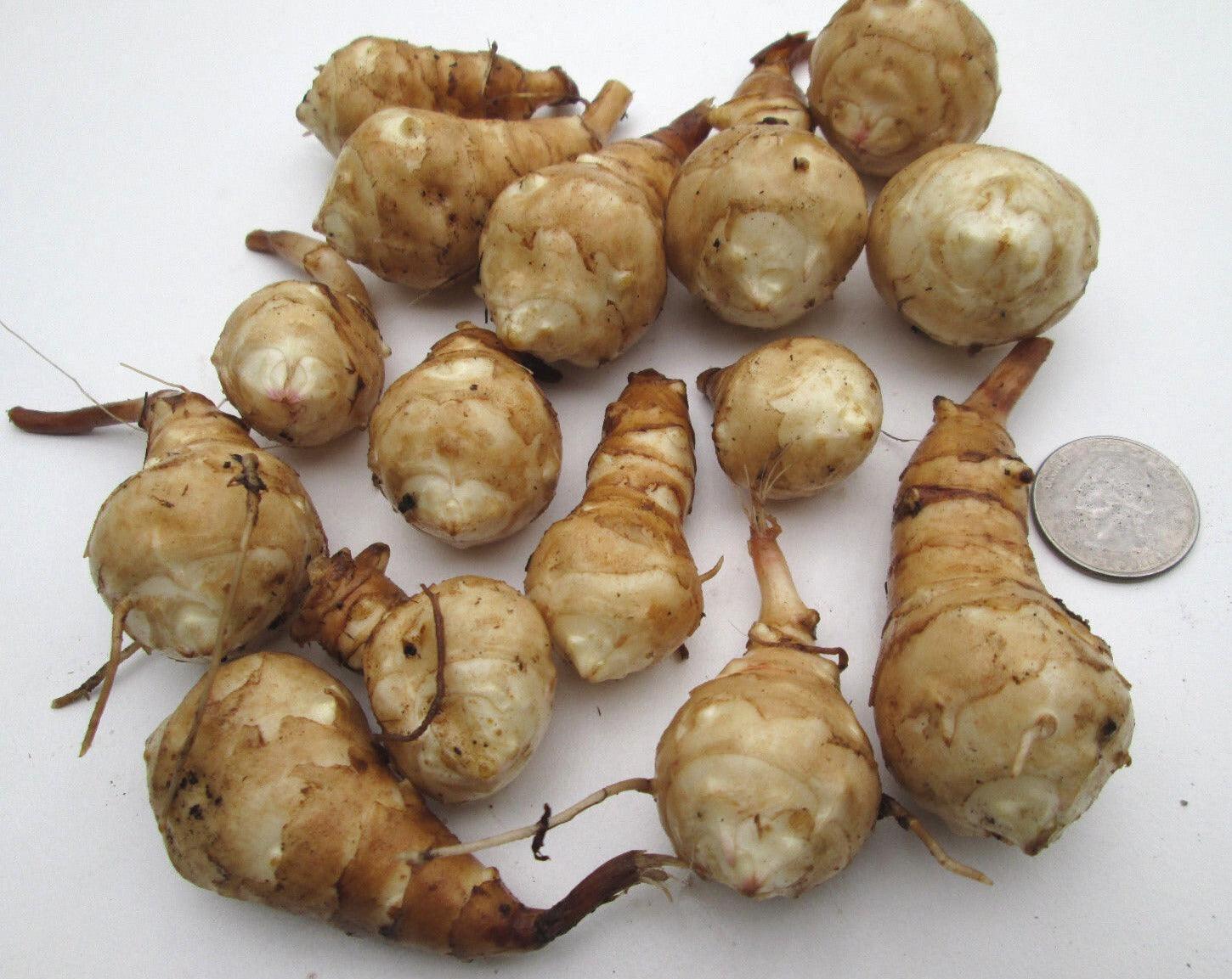 5 Jerusalem Artichoke Tubers for Planting - Seed World