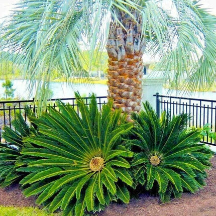 5 King Sago Palm Tree Seeds - Seed World