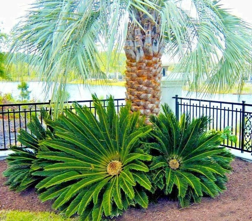 sago seeds plant 5 King Sago Palm Tree Seeds – Seed World