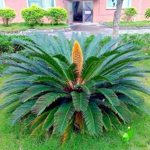 5 King Sago Palm Tree Seeds - Seed World