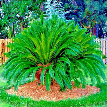 5 King Sago Palm Tree Seeds - Seed World