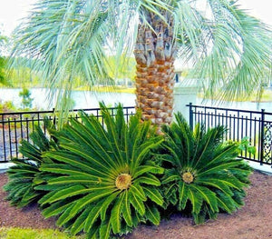 5 King Sago Palm Tree Seeds - Seed World