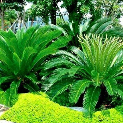 5 King Sago Palm Tree Seeds - Seed World