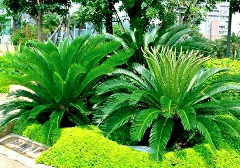 5 King Sago Palm Tree Seeds - Seed World