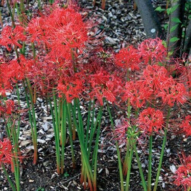 5 Large Red Spider Lily Bulbs - Seed World